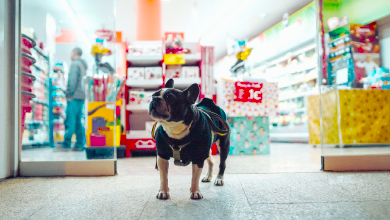 Animalerie à Sherbrooke où un chien est posé devant les portes ouvertes de la boutique