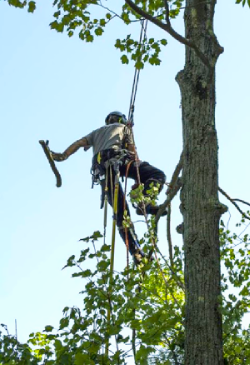 Un expert arboriste grimpe dans un arbre pour l'élager